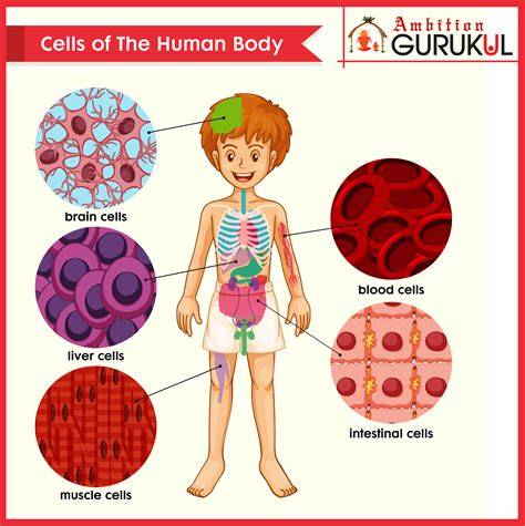 How Many Cells Are Contained Within Just One Eye
