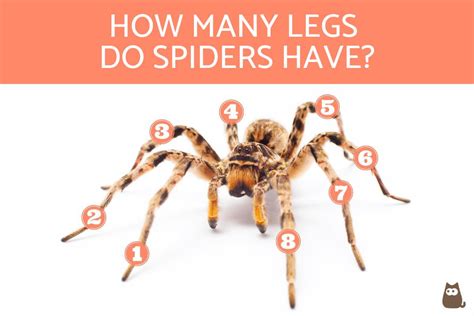 How Many Legs Does A Spider Have