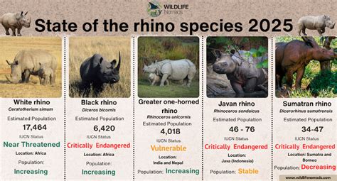 How Many Northern White Rhinos Are Left In 2026