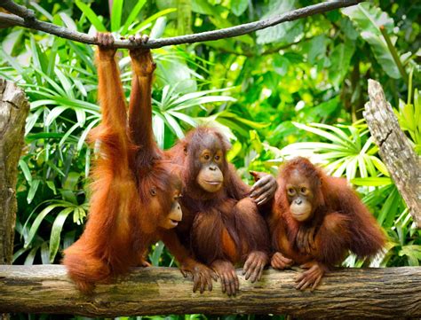 How Many Orangutans Are Left In The World