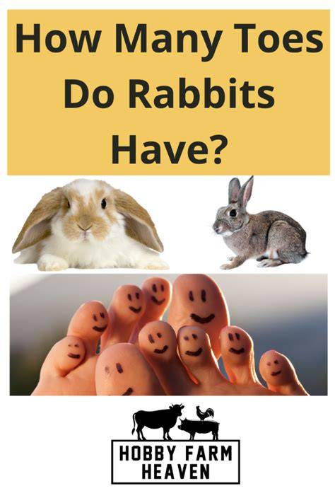 How Many Rabbits Do You Have