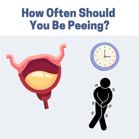 How Often Should You Pee