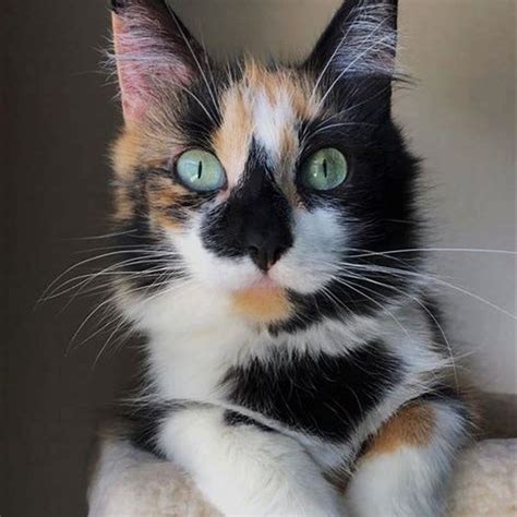 How Rare Is Male Calico Cat