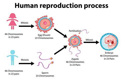 How Reproduction Works
