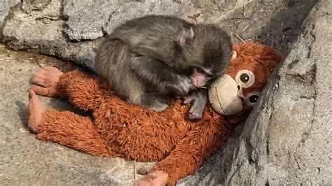 How Small Is Punch The Monkey