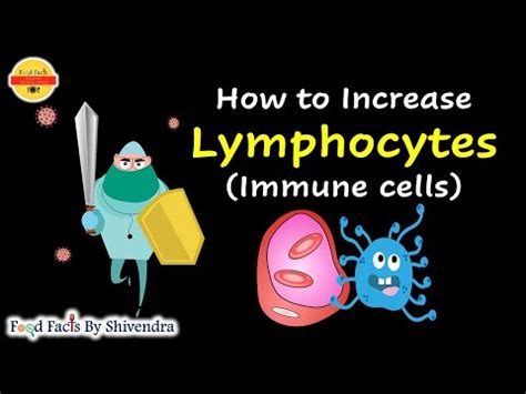 How To Increase Lymphocytes