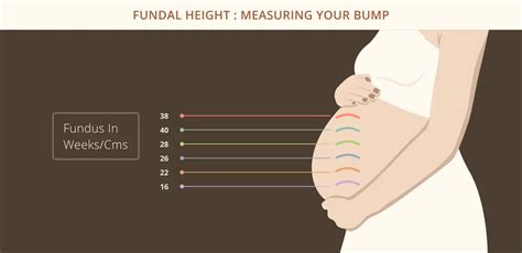 How To Measure Fundal Height