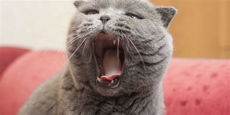 How To Yawn
