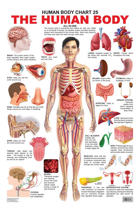 Human Anatomy Chart Figure