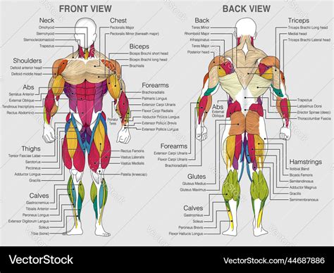 Human Anatomy Diagram Muscles