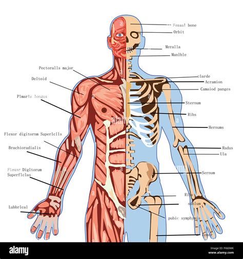 Human Anatomy Medical Illustration