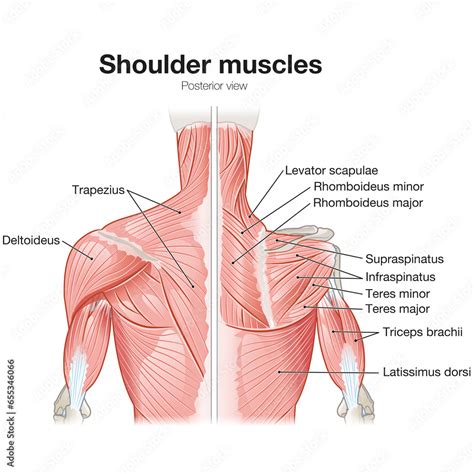 Human Anatomy Shoulder Muscles