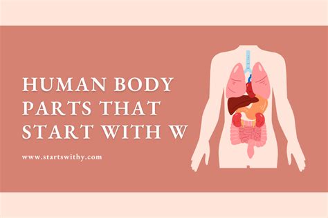 Human Body Parts Beginning U