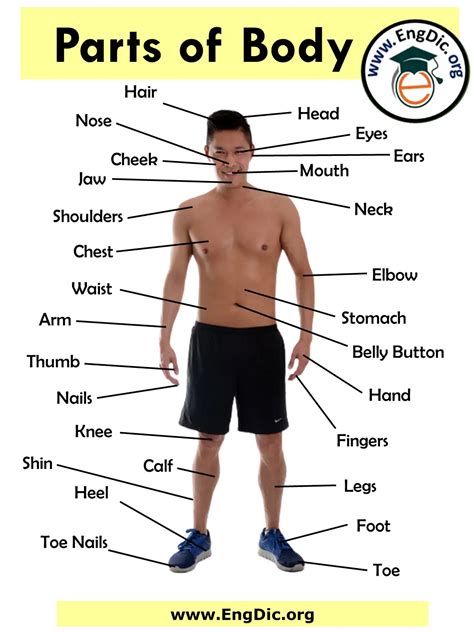 Human Body Parts English