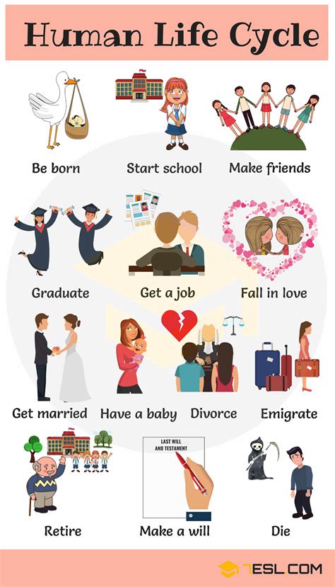 Human Life Cycle Stages For Kids