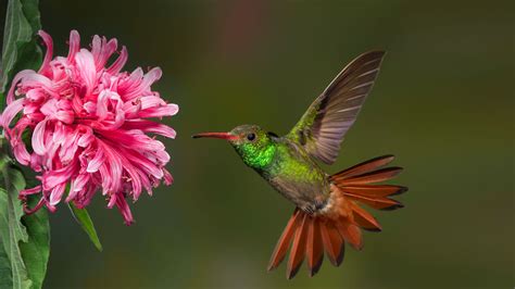 Hummingbird Are They Endangered