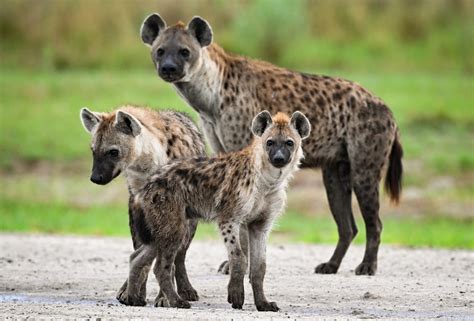 Hyenas Are They Related To Dogs