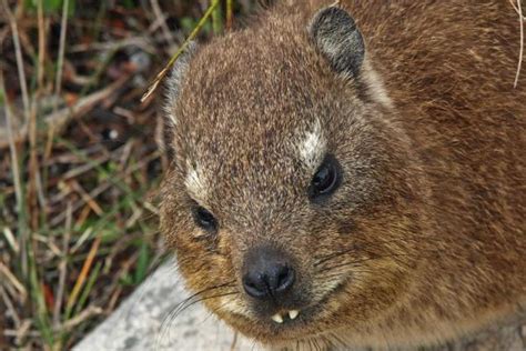 Hyrax Are They Endangered
