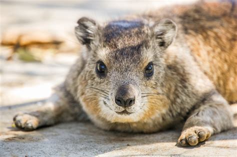Hyrax Are They Related To Elephants