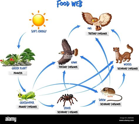 Illustration Of Food Chain And Food Web