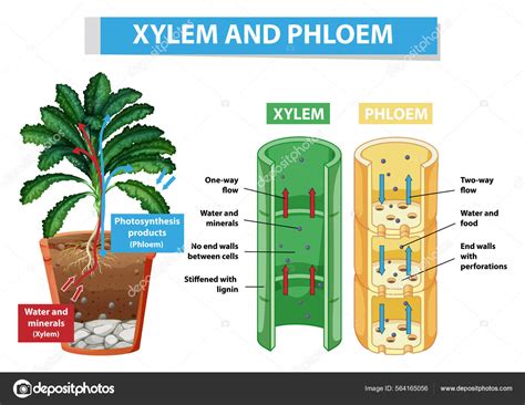 Illustration Of Xylem And Phloem