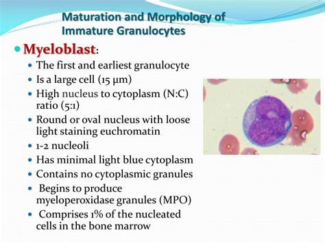 Immature Granulocytes Low
