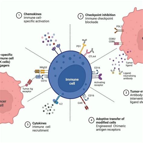 Immune Cell Therapy