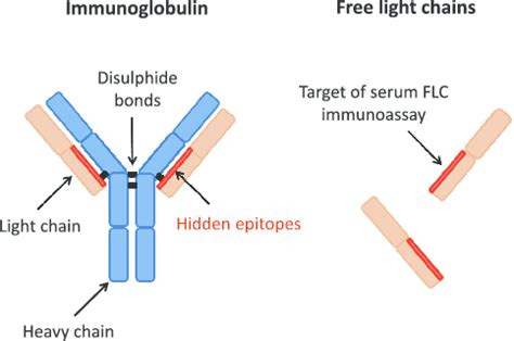 Immunoglobulin Light Chains Kappa Free