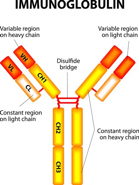 Immunoglobulin Structure