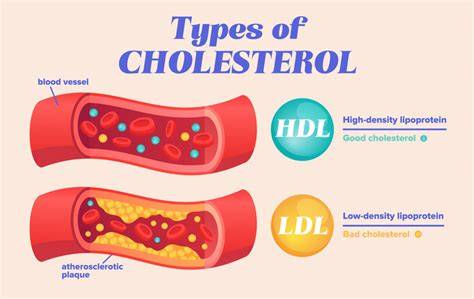 Importance Of Cholesterol