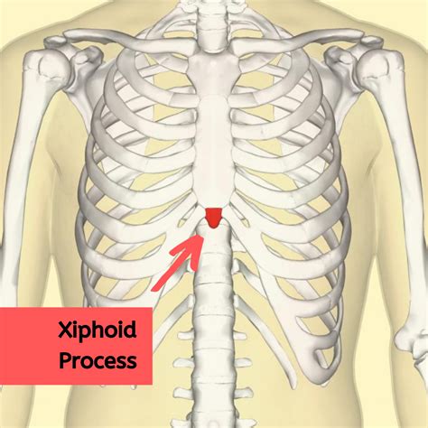 Importance Of Xiphoid Process