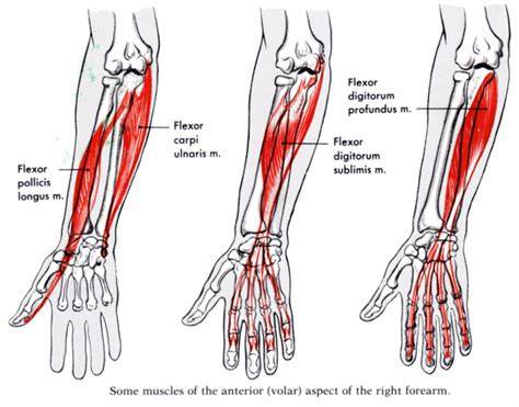 Inner Forearm Pain