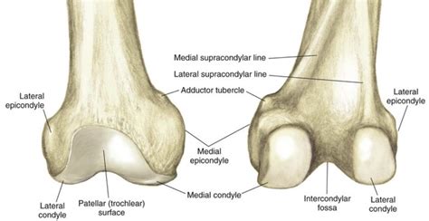 Intercondylar Fossa Of Femur
