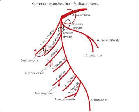 Internal Iliac Artery Branches