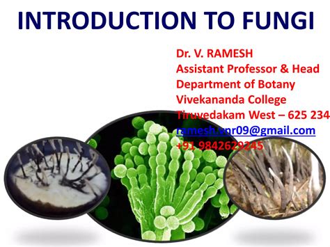Introduction To Fungi