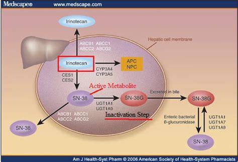 Irinotecan Mechanism Of Action