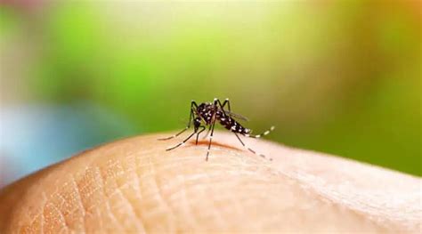 Is Dengue Spreadable