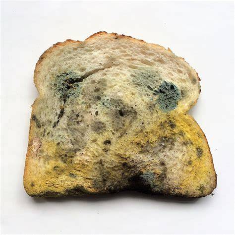 Is It Dangerous To Eat Moldy Bread