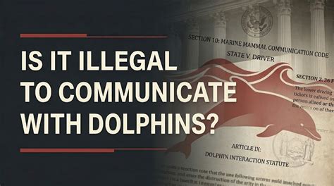 Is It Legal To Communicate With Dolphins