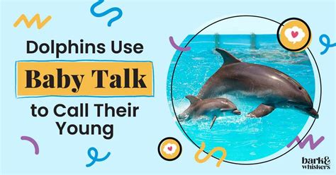 Is It Legal To Talk To Dolphins