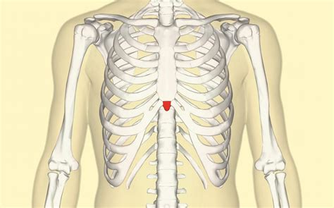 Is It Normal To Feel Xiphoid Process