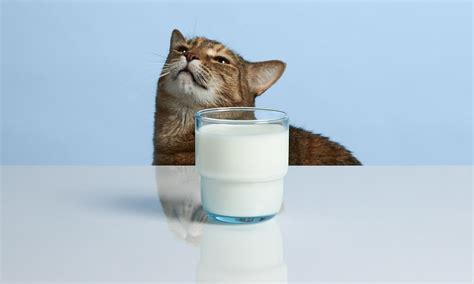 Is It Okay To Give Cats Milk