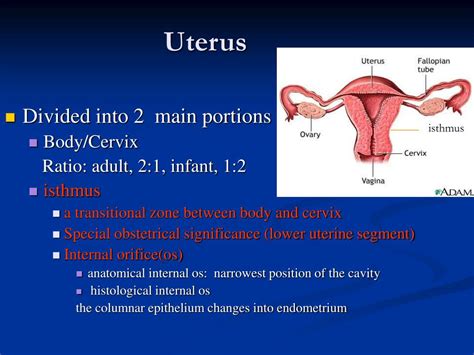 Isthmus Of Uterus