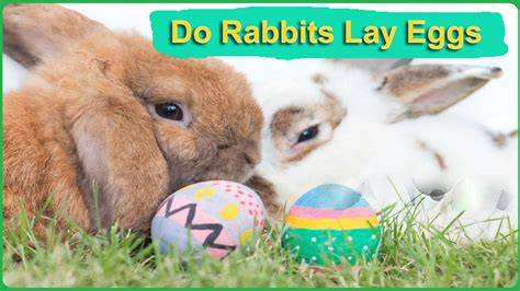 Jackrabbit Do They Lay Eggs