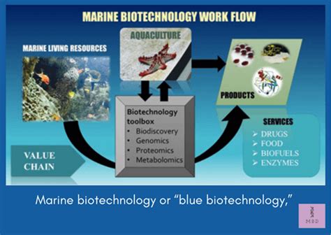Jobs In Marine Biotechnology