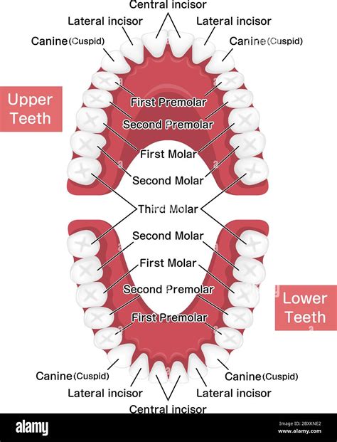 K9 Teeth Human
