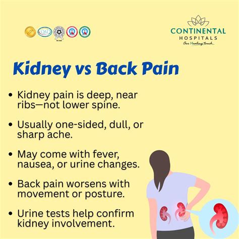Kidneys And Back Pain