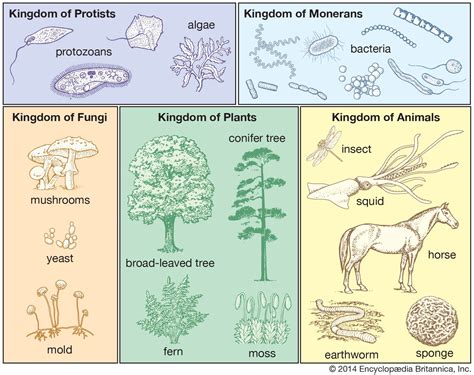Kingdom Of Organisms