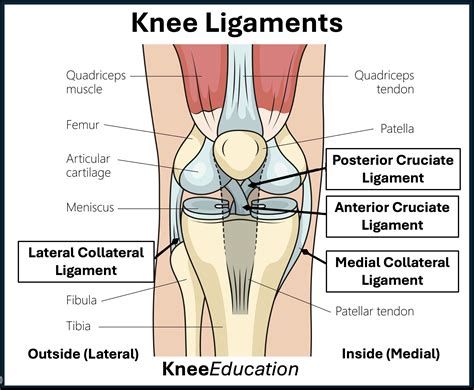Knee Ligaments Anatomy