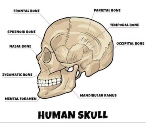 Knot At Base Of Skull